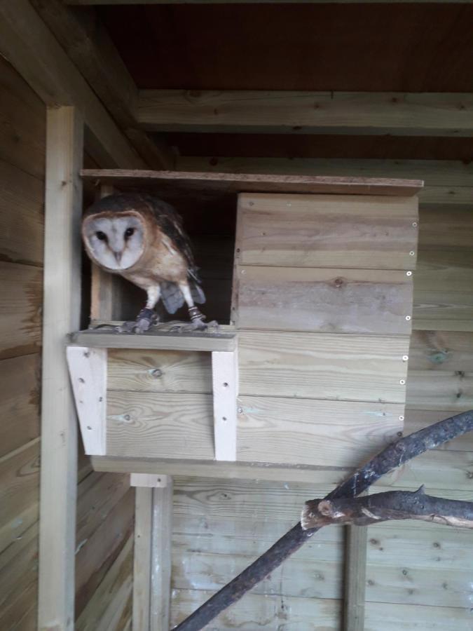 Ruby Shepherds Hut Sleeps 4 Rhayader Kültér fotó